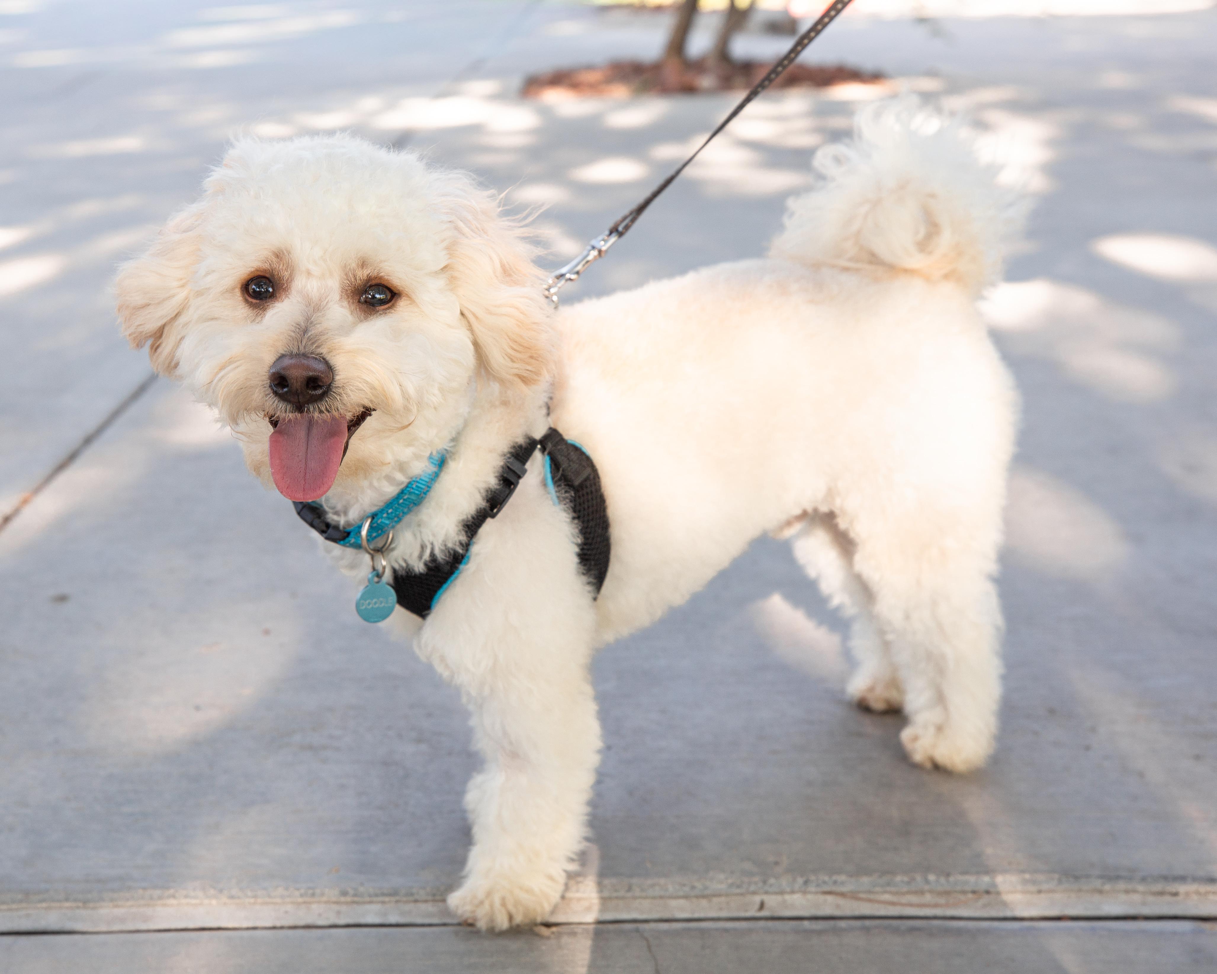 Doodle, adopted, Young Male Poodle & Bichon Frise.