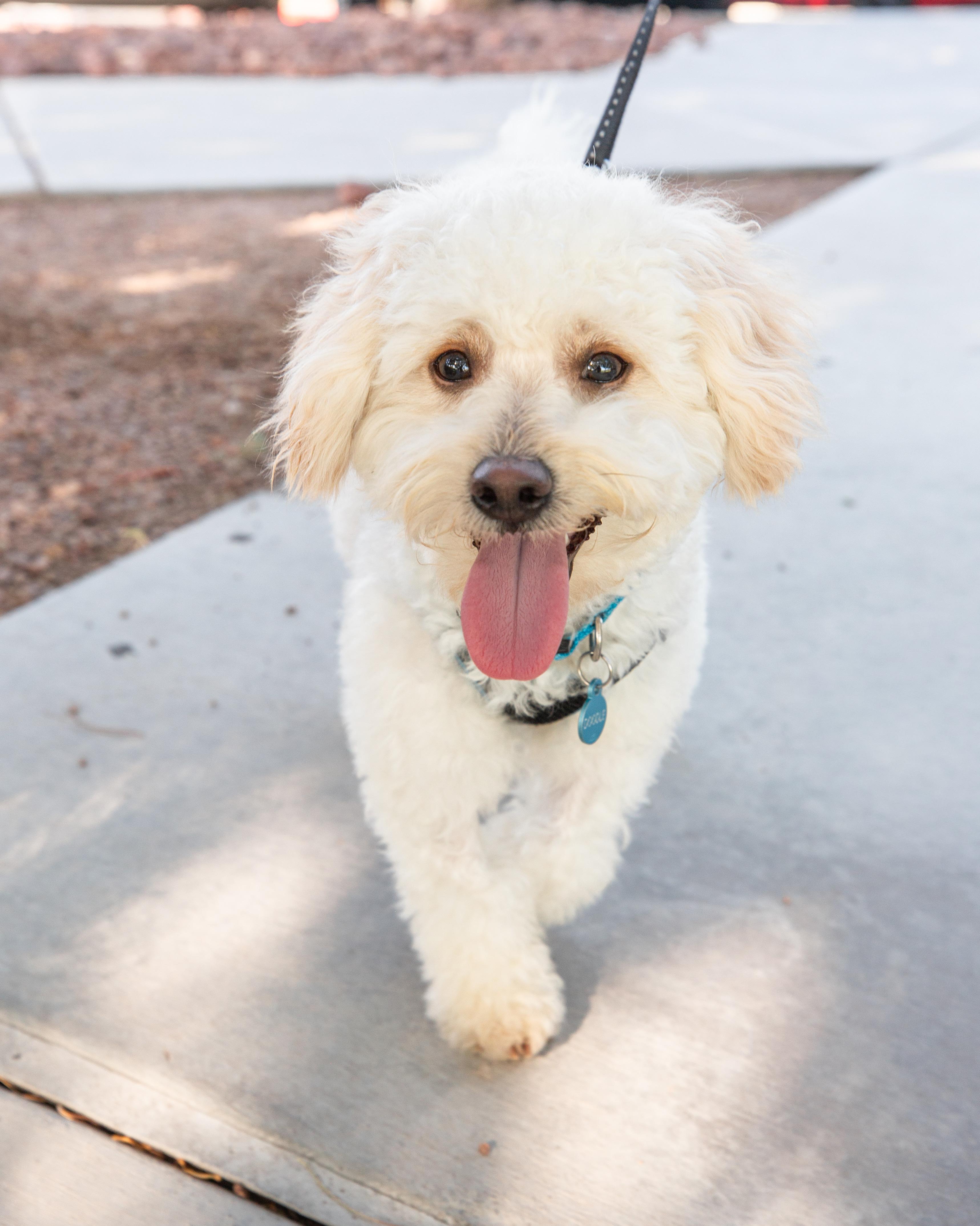 Doodle, an adopted mixed breed in Henderson, NV image 5/5