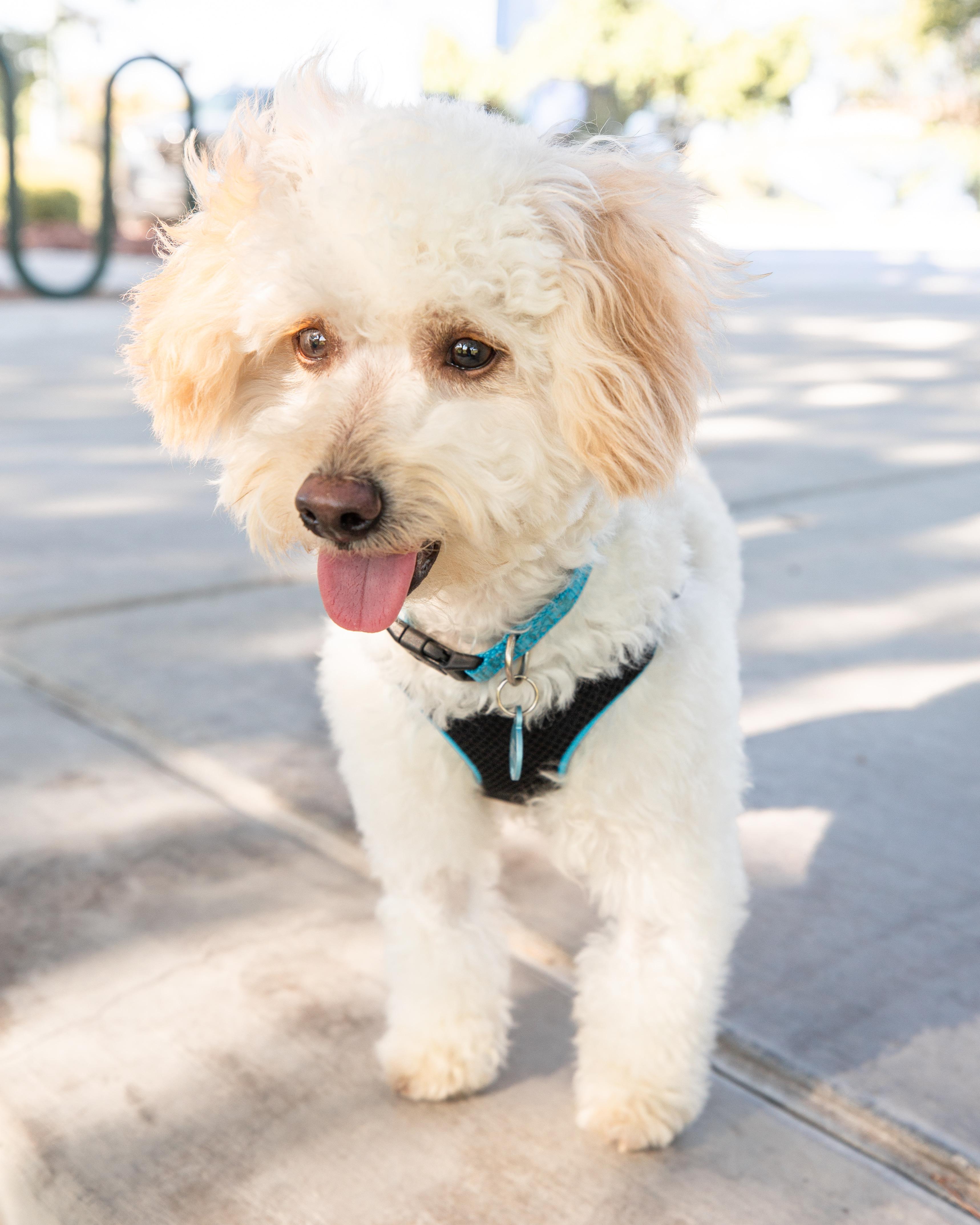 Doodle, an adopted mixed breed in Henderson, NV image 4/5