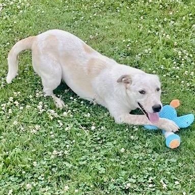 Pebbles, an adopted mixed breed in Southaven , MS image 4/6