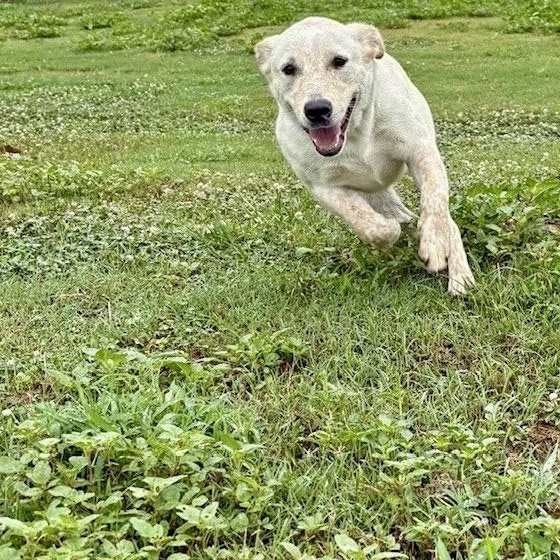 Pebbles, an adopted mixed breed in Southaven , MS image 5/6