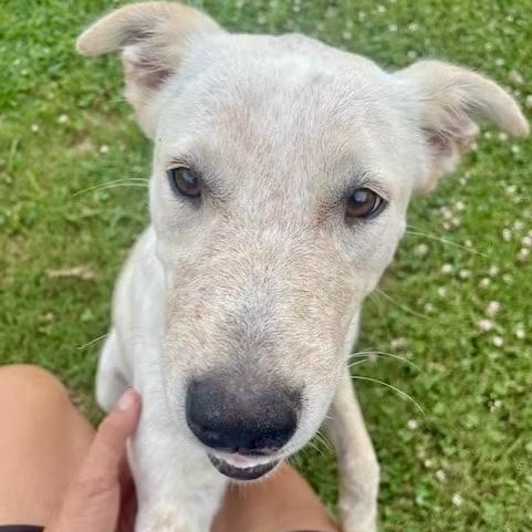 Pebbles, an adopted mixed breed in Southaven , MS image 3/6