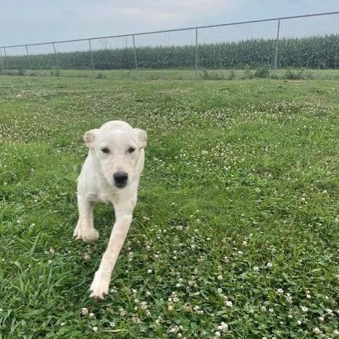 Pebbles, an adopted mixed breed in Southaven , MS image 6/6