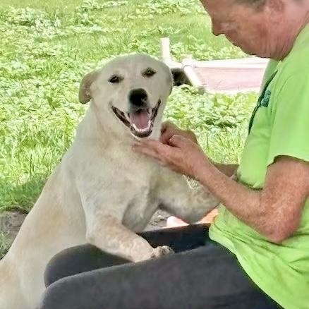Pebbles, adopted, Puppy Female Labrador Retriever & Golden Retriever.