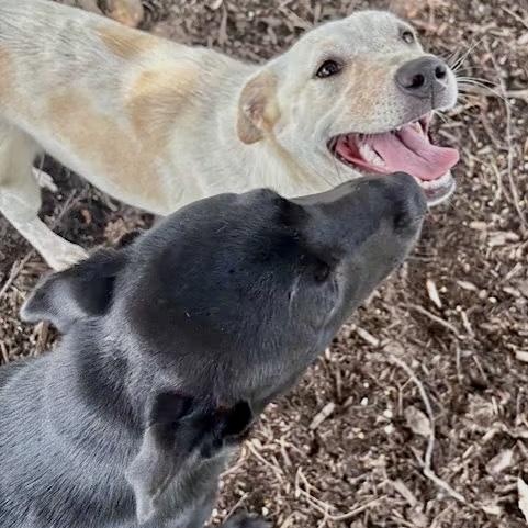 Pebbles, an adopted mixed breed in Southaven , MS image 2/6
