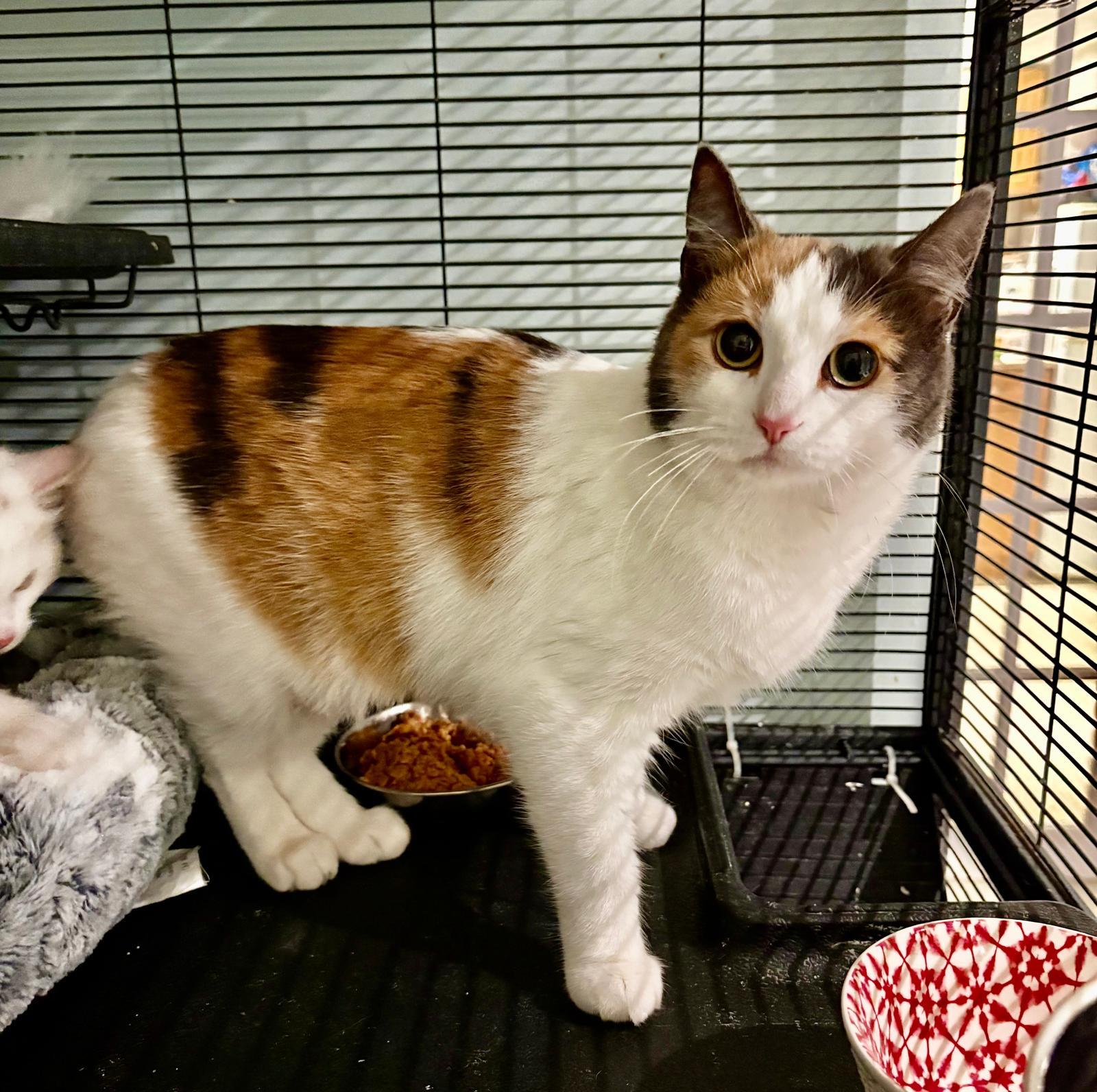 Enlarge S’mores-Foster Home, a ADOPTABLE Domestic Short Hair in Mississauga, ON image 1/4