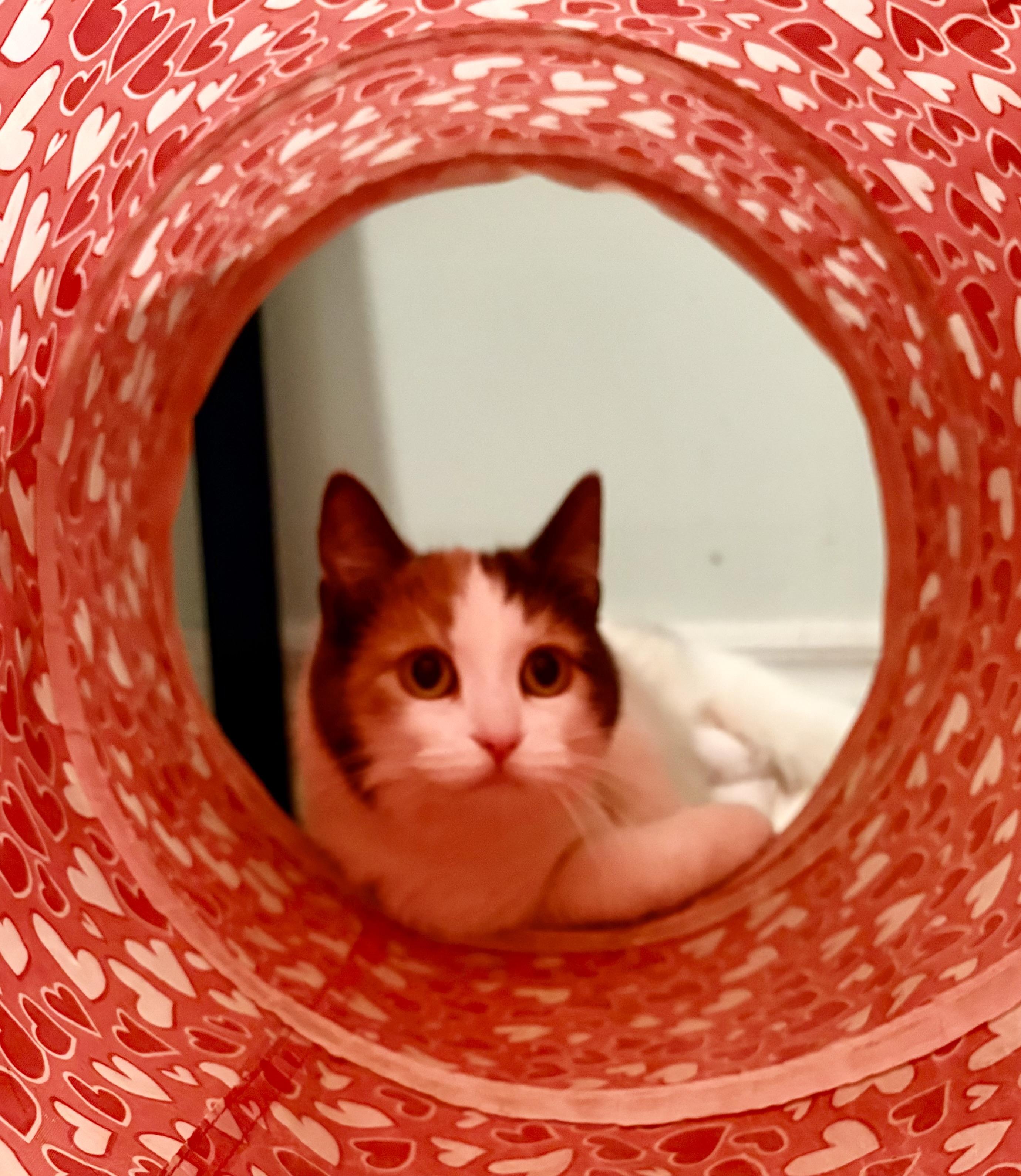 Enlarge S’mores-Foster Home, a ADOPTABLE Domestic Short Hair in Mississauga, ON image 2/4