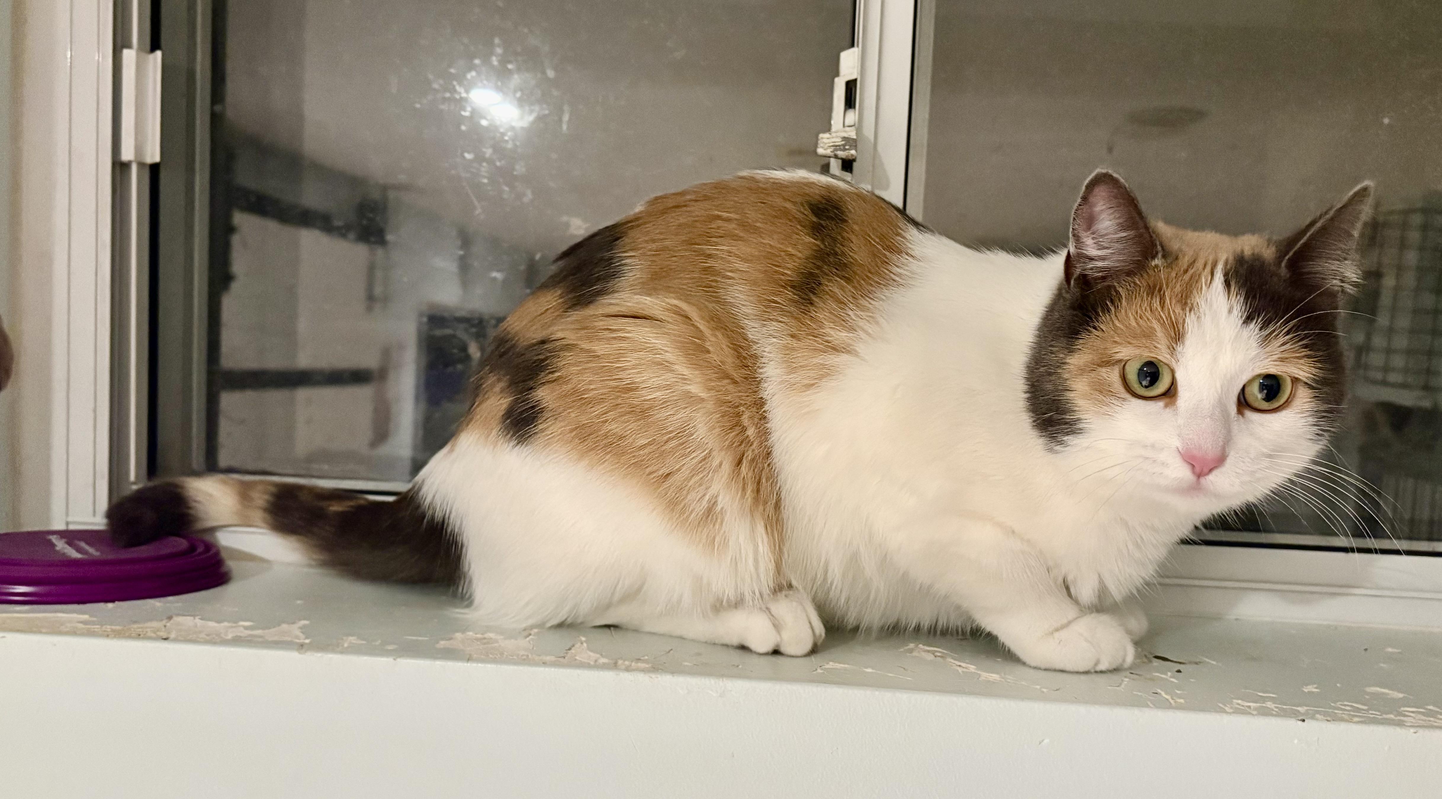 Enlarge S’mores-Foster Home, a ADOPTABLE Domestic Short Hair in Mississauga, ON image 3/4