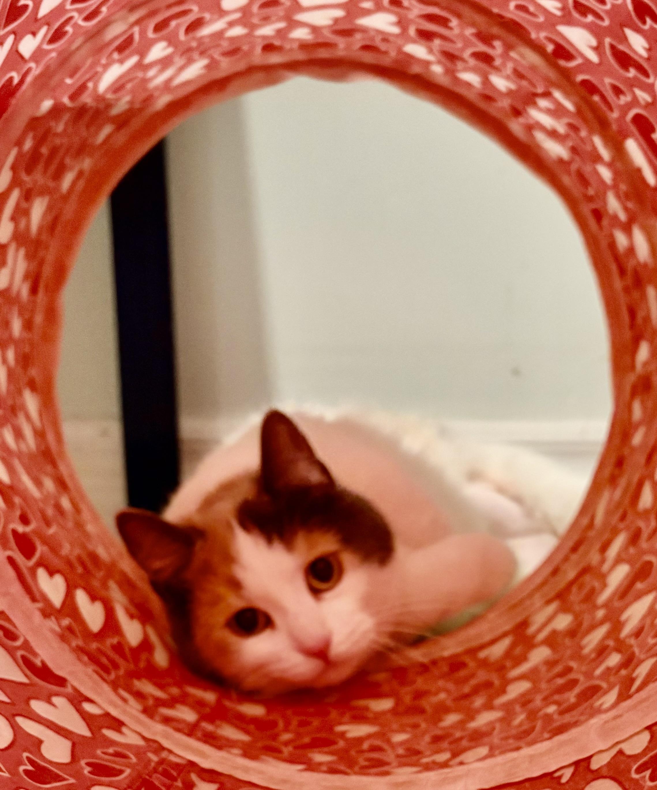 Enlarge S’mores-Foster Home, a ADOPTABLE Domestic Short Hair in Mississauga, ON image 4/4