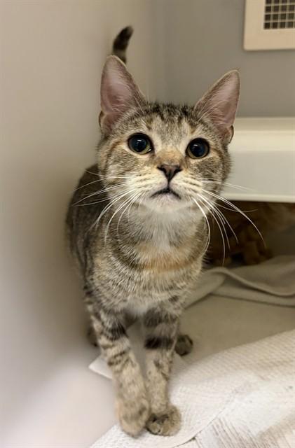 HONEYCOMB, Adoptable, Young Female Domestic Short Hair.