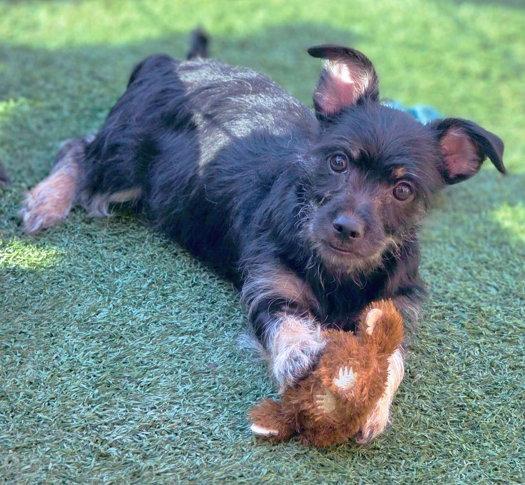 Jordash, Adoptable, Puppy Female Schnauzer & Dachshund.