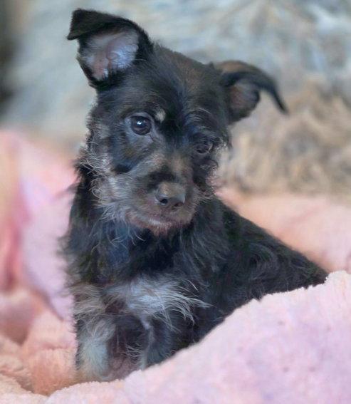 Enlarge Jordash, a Adoptable mixed breed in Anaheim Hills, CA image 1/3