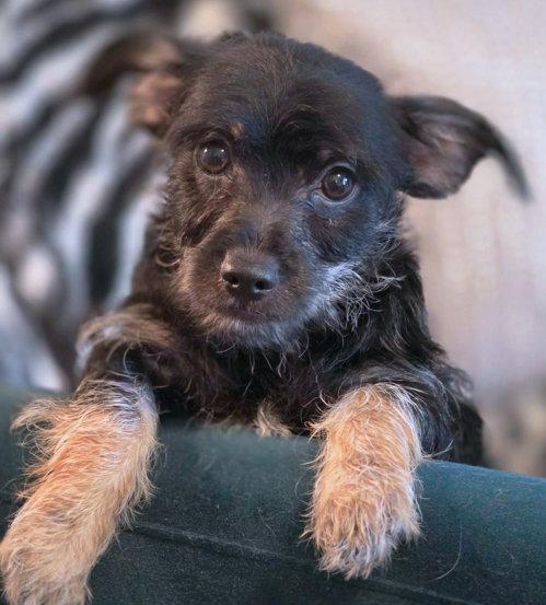 Enlarge Jordash, a Adoptable mixed breed in Anaheim Hills, CA image 2/3