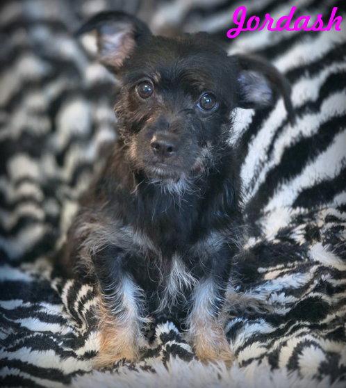 Enlarge Jordash, a Adoptable mixed breed in Anaheim Hills, CA image 3/3