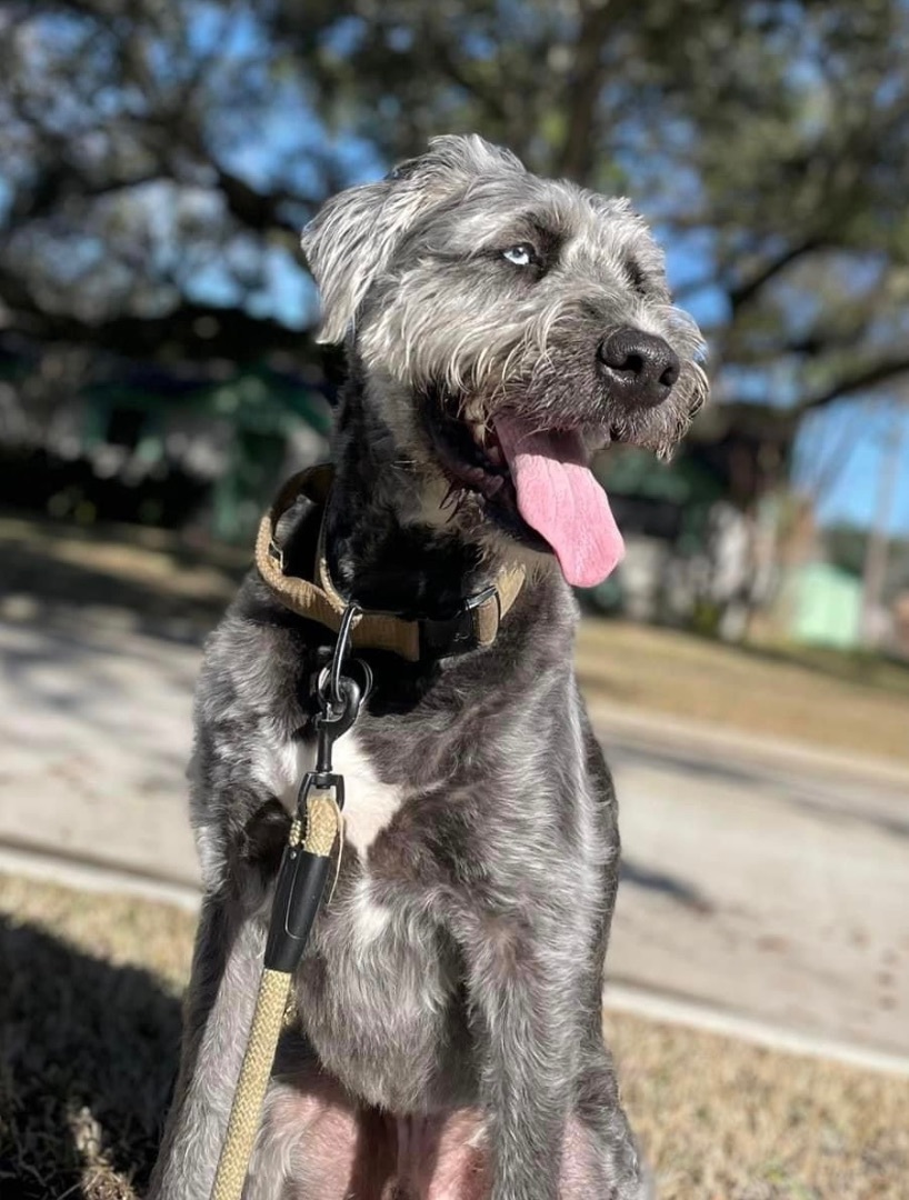 Enlarge Otis, a Adopted Irish Wolfhound in Dickinson, TX image 1/4