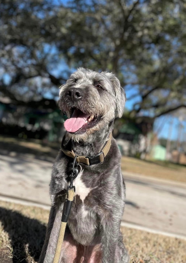 Enlarge Otis, a Adopted Irish Wolfhound in Dickinson, TX image 2/4