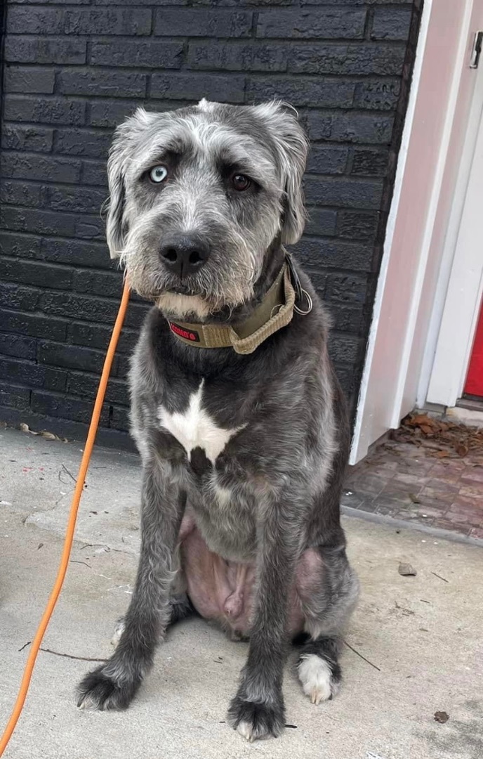Enlarge Otis, a Adopted Irish Wolfhound in Dickinson, TX image 3/4
