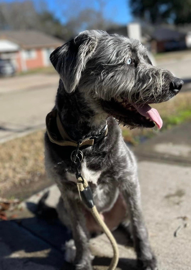 Enlarge Otis, a Adopted Irish Wolfhound in Dickinson, TX image 4/4