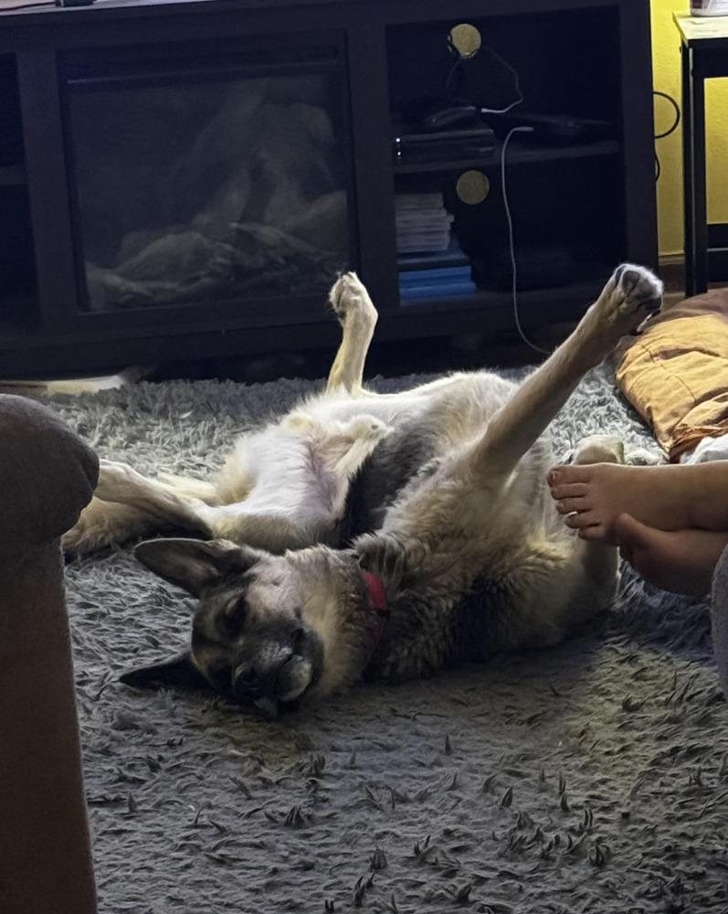 Pancho, Adoptable, Adult Male German Shepherd Dog.