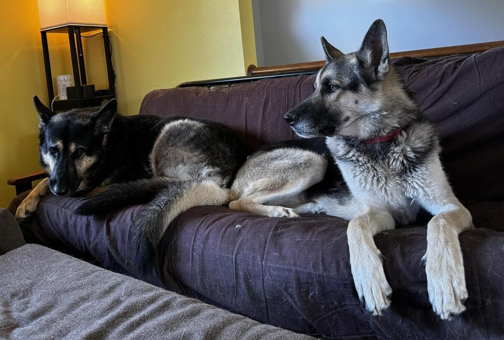 Enlarge Pancho, a Adoptable German Shepherd Dog in Suamico, WI image 2/4