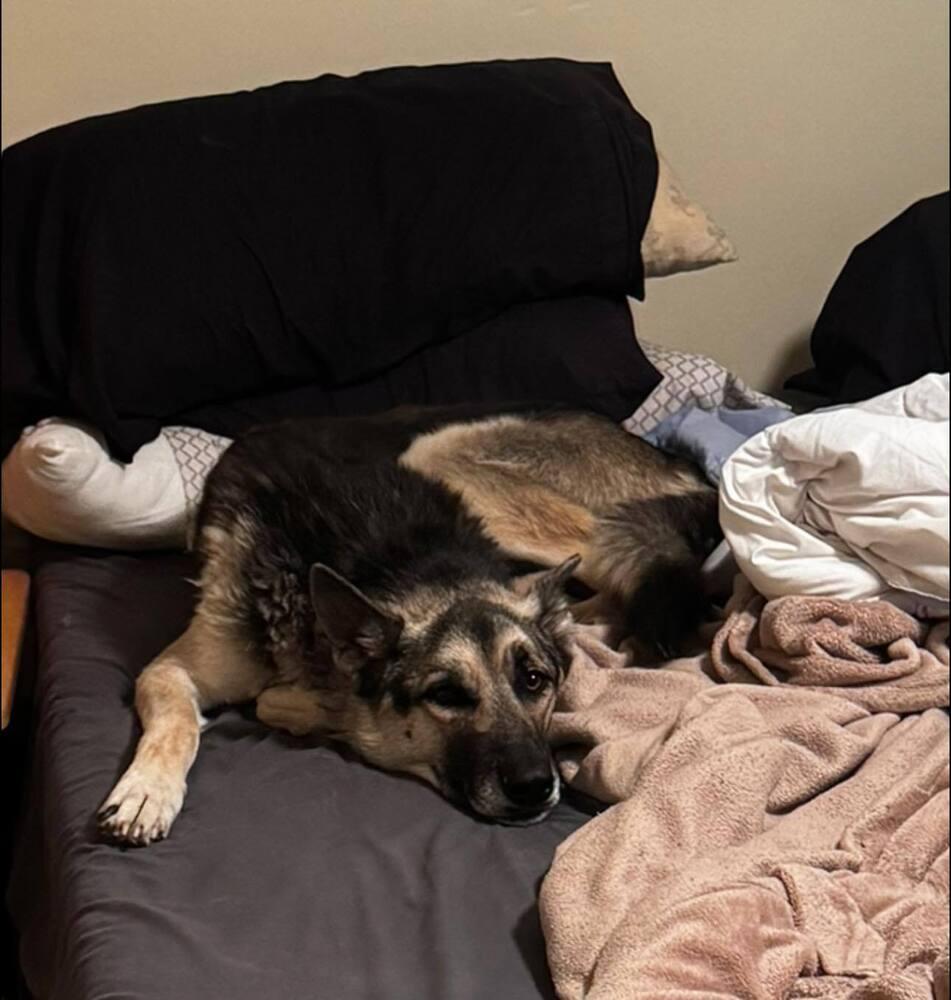 Enlarge Pancho, a Adoptable German Shepherd Dog in Suamico, WI image 3/4