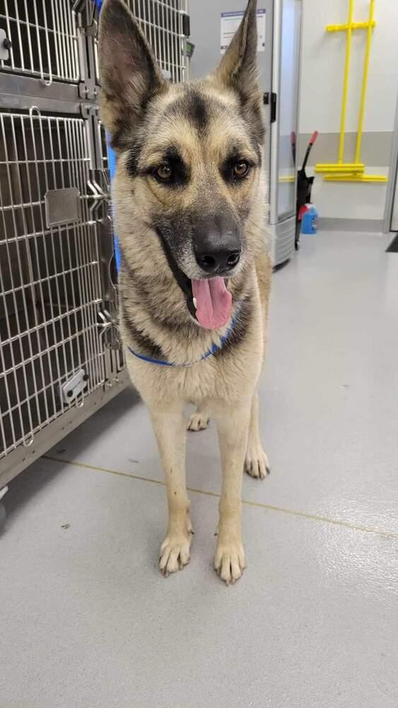 Pancho, Adoptable, Senior Male German Shepherd Dog.