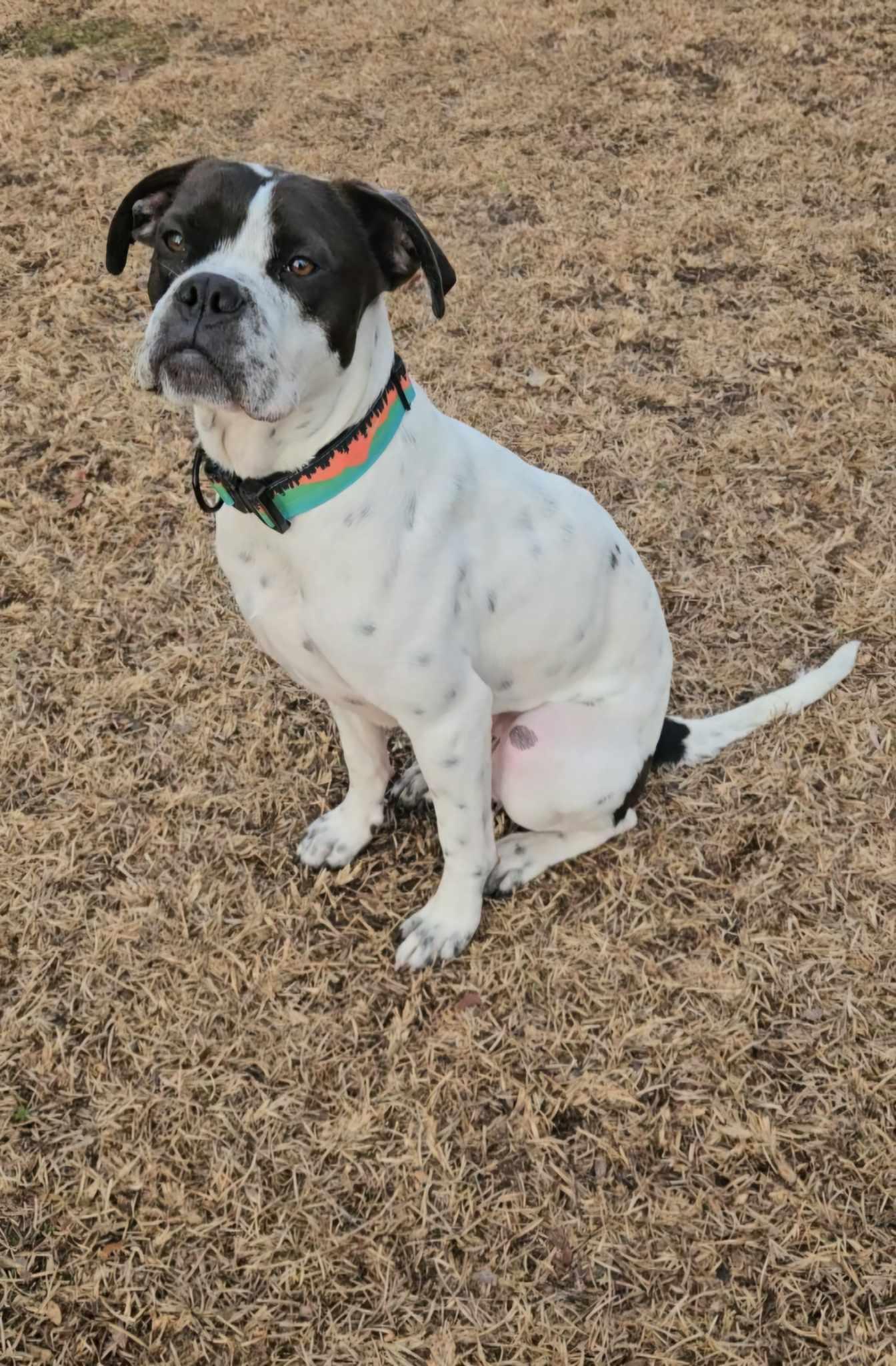 Nash, Adopted, Young Male Boxer.