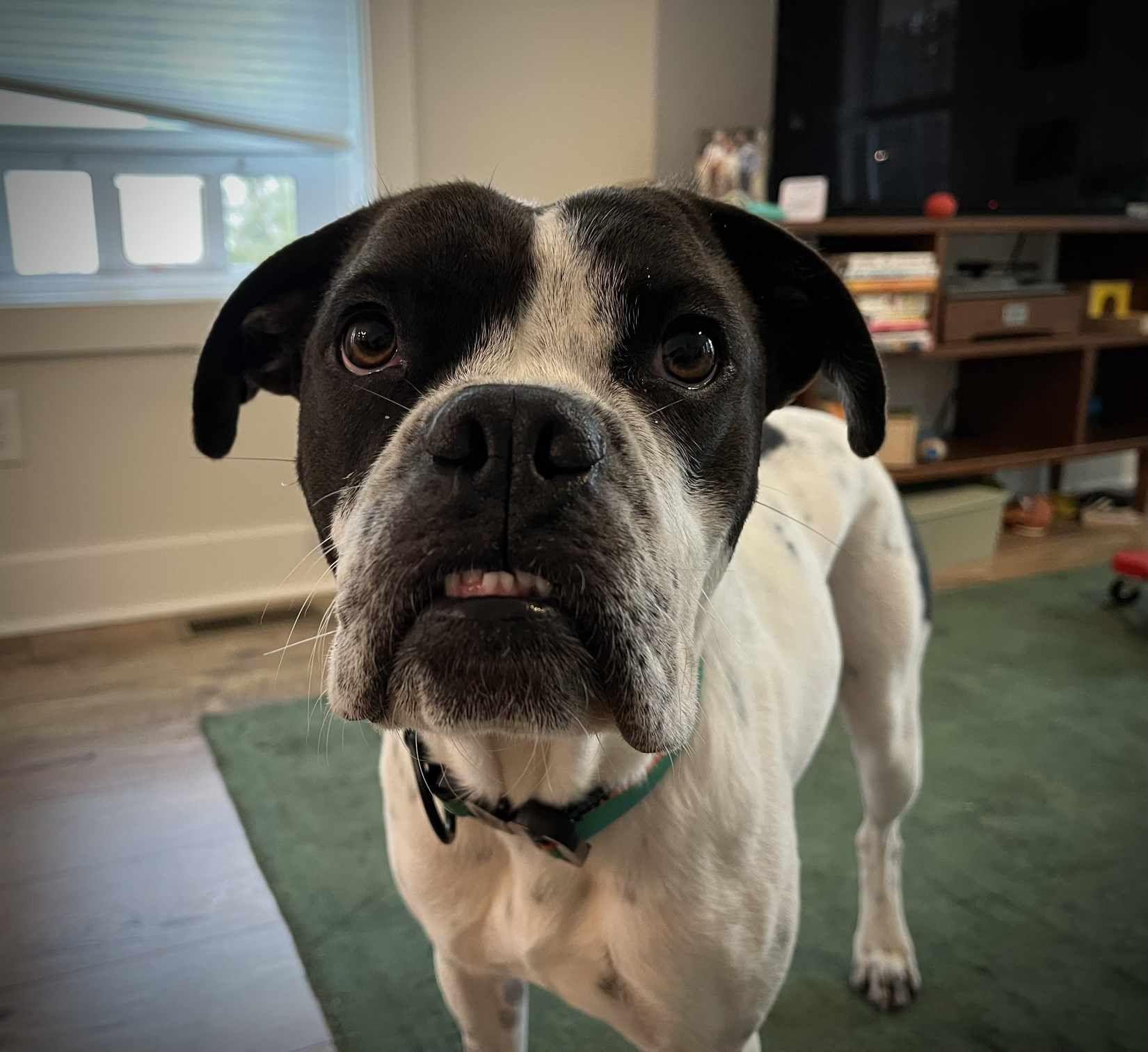 Enlarge Nash, a Adopted mixed breed in Southern Pines, NC image 3/6