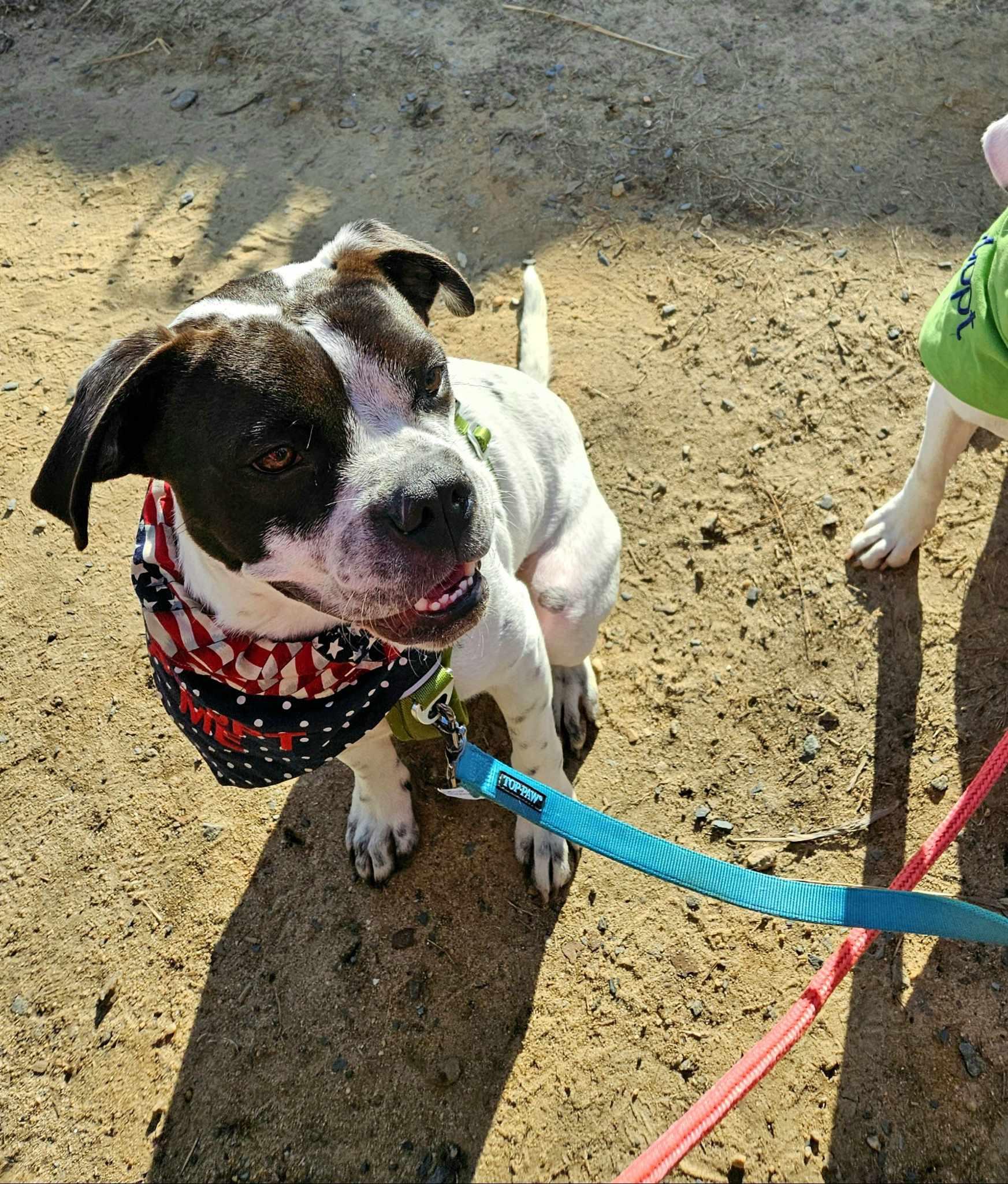 Enlarge Nash, a Adopted mixed breed in Southern Pines, NC image 4/6