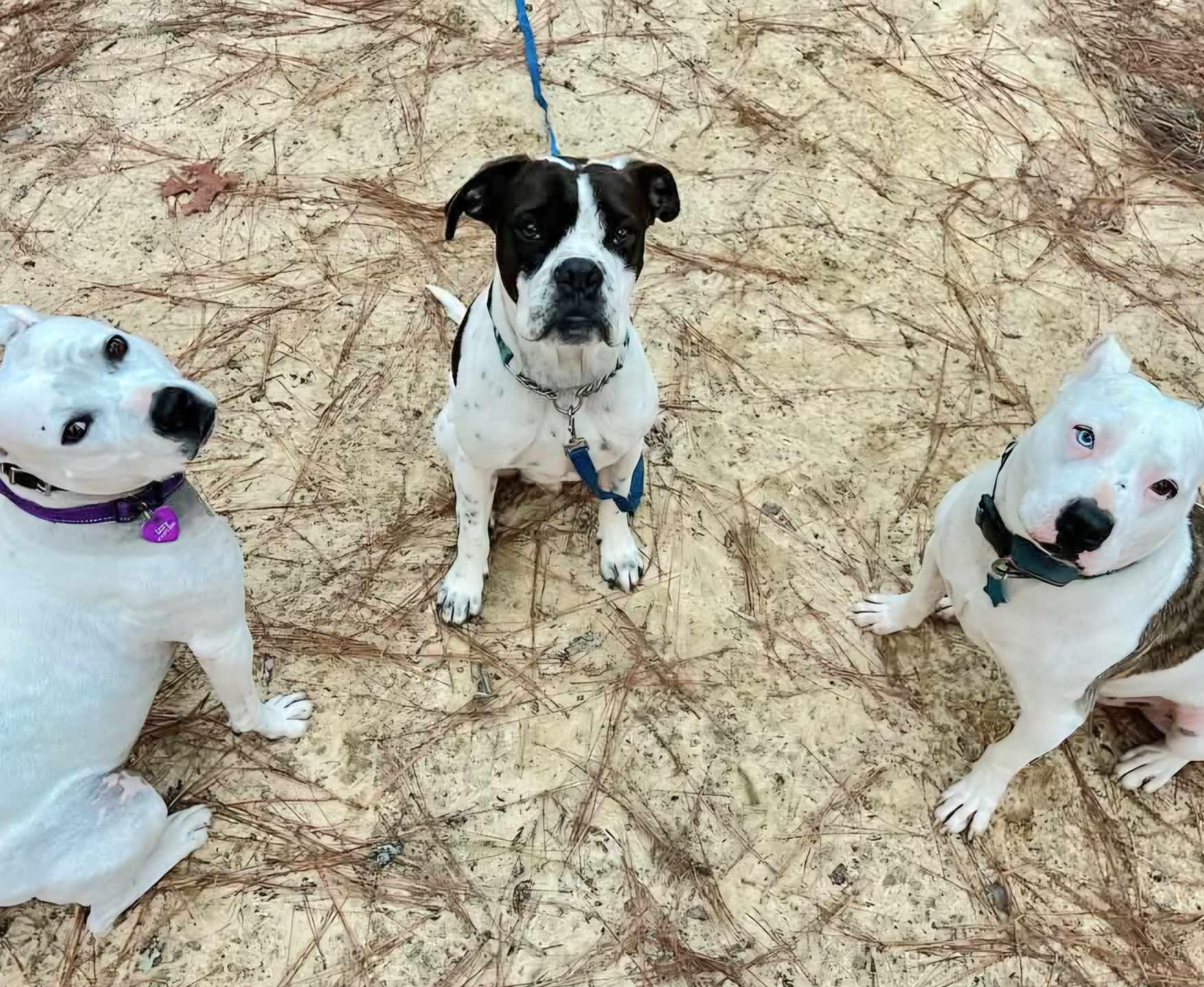 Enlarge Nash, a Adopted mixed breed in Southern Pines, NC image 2/6