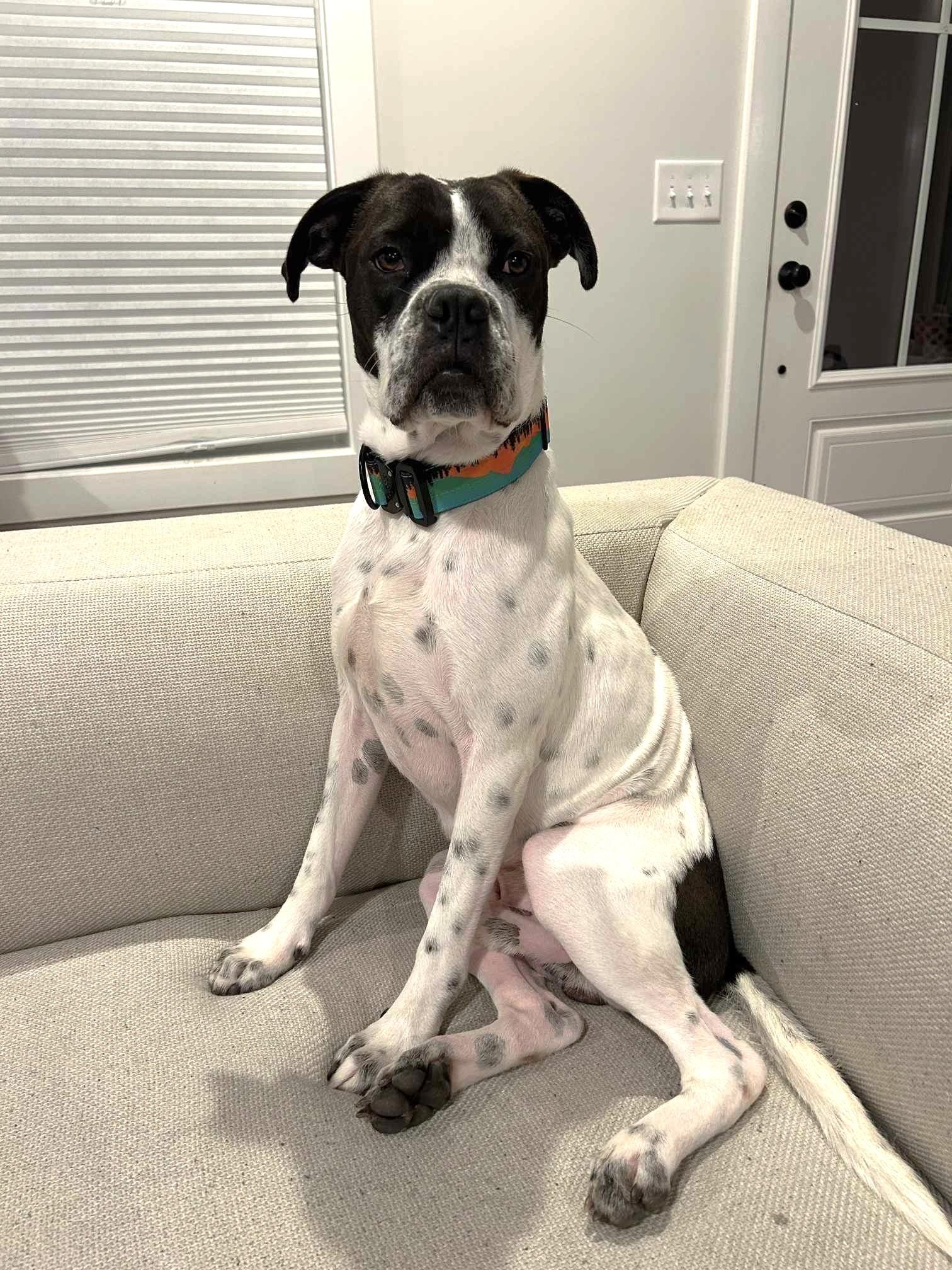 Enlarge Nash, a Adopted mixed breed in Southern Pines, NC image 5/6