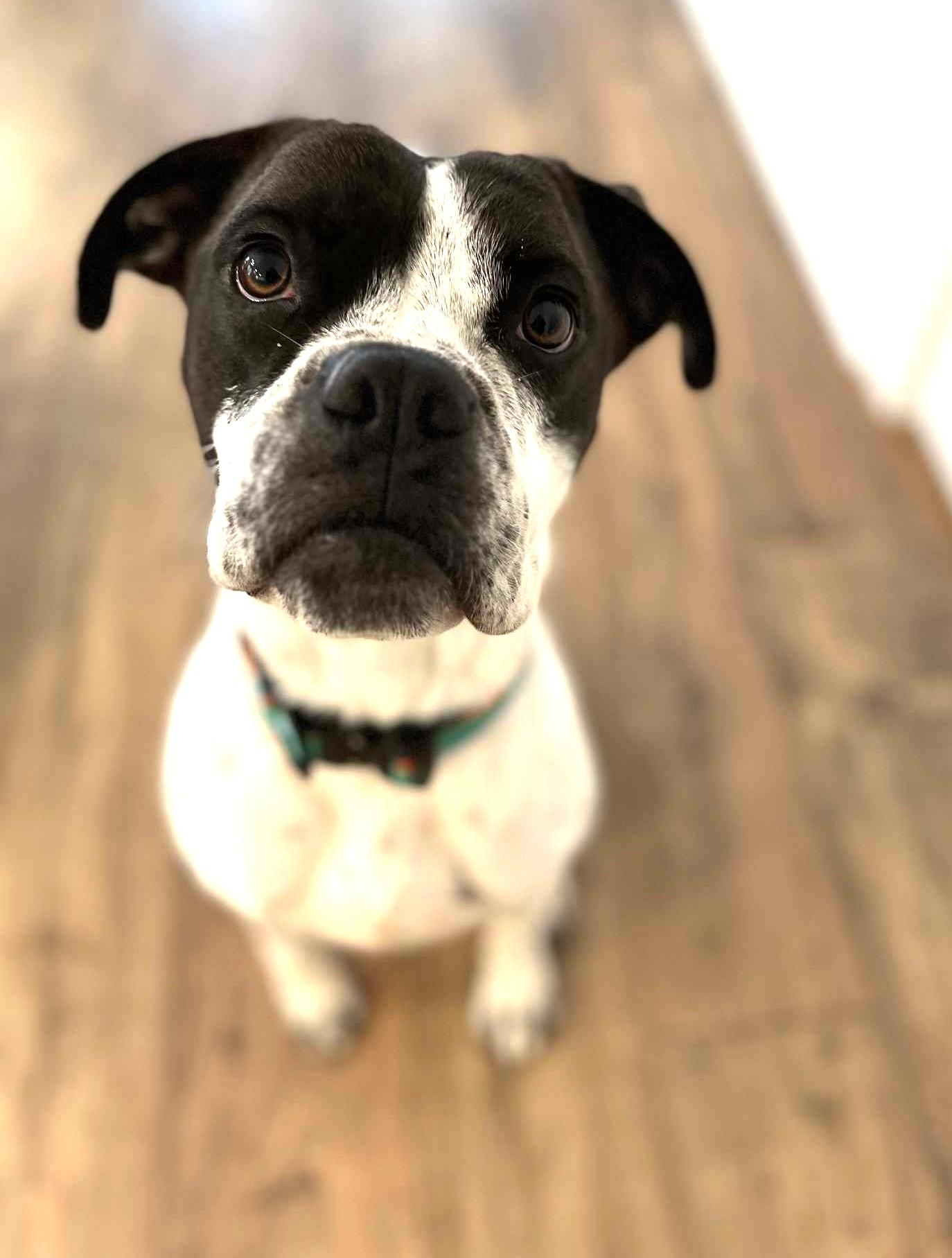 Enlarge Nash, a Adopted mixed breed in Southern Pines, NC image 6/6