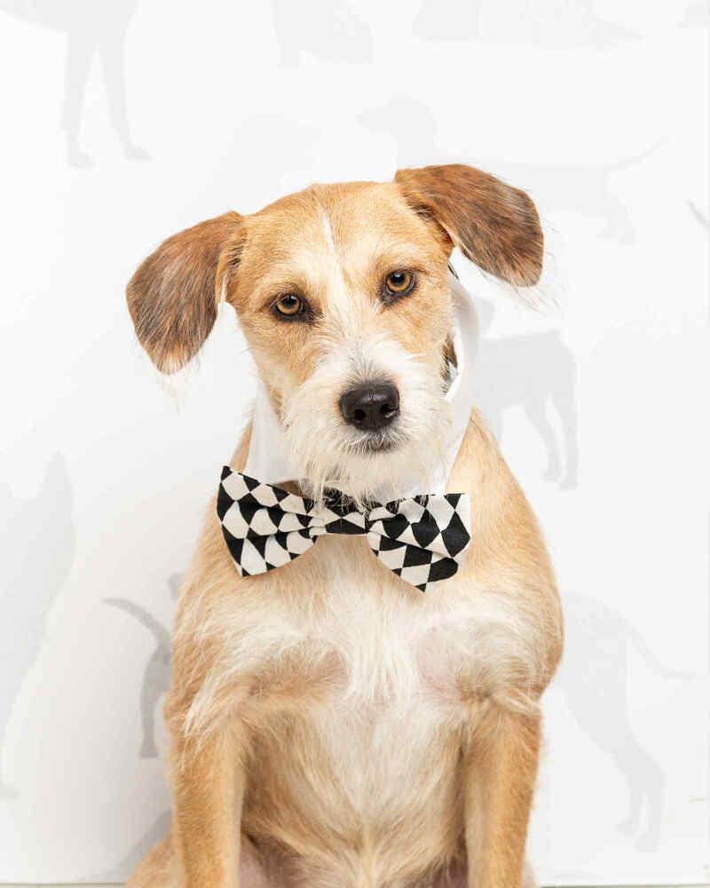 Travis, Adoptable, Young Male Pit Bull Terrier & Chihuahua.