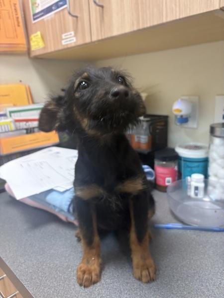 Enlarge Leilany, a Adoptable mixed breed in Kennewick, WA image 1/1