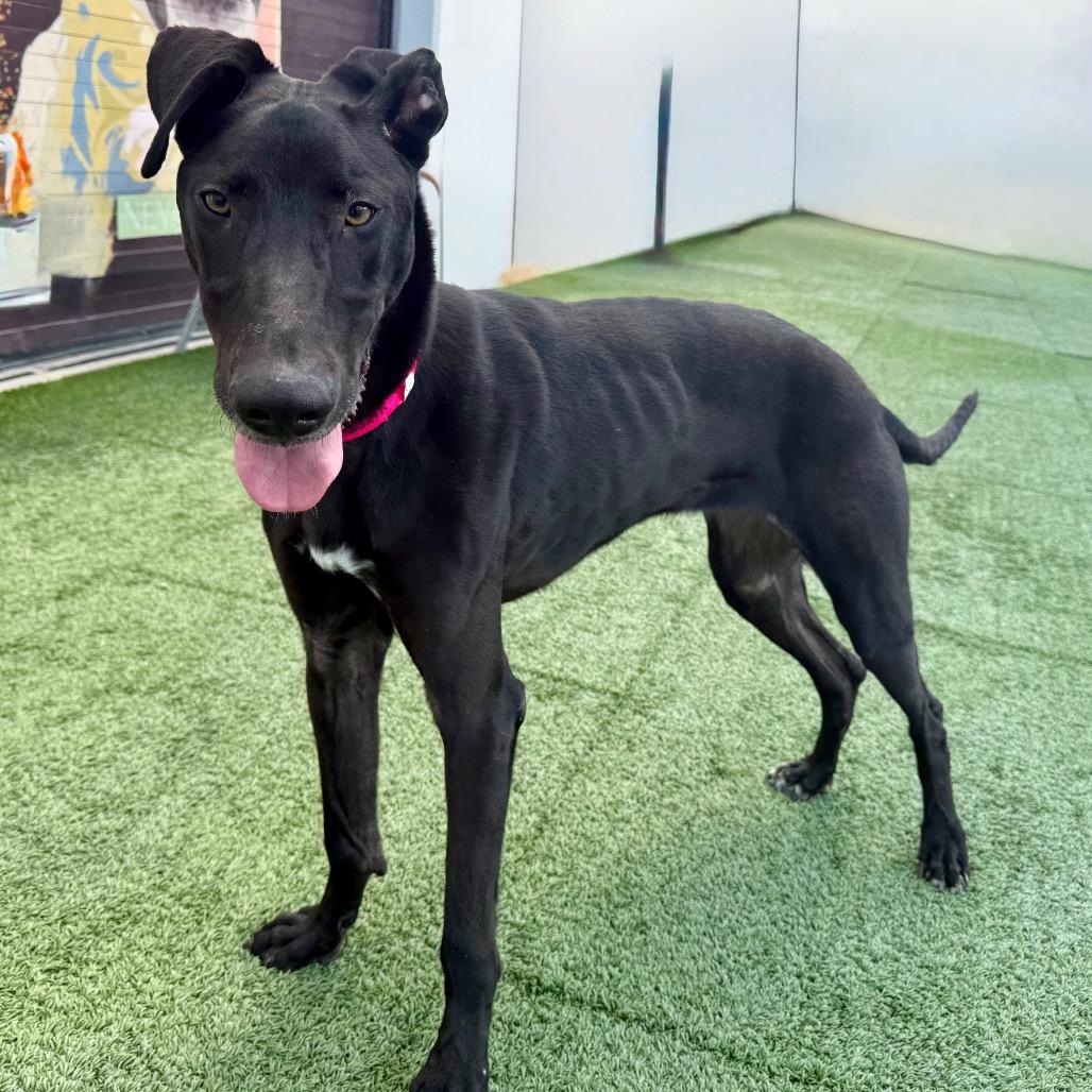 Vixen, adoptable, Adult Female Greyhound.