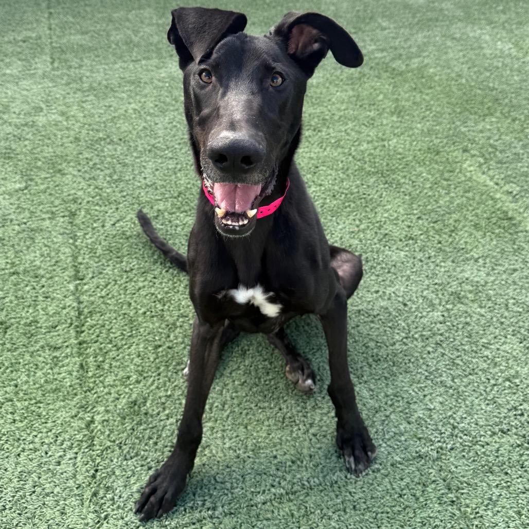 Vixen, an adoptable mixed breed in Las Vegas, NV image 3/3