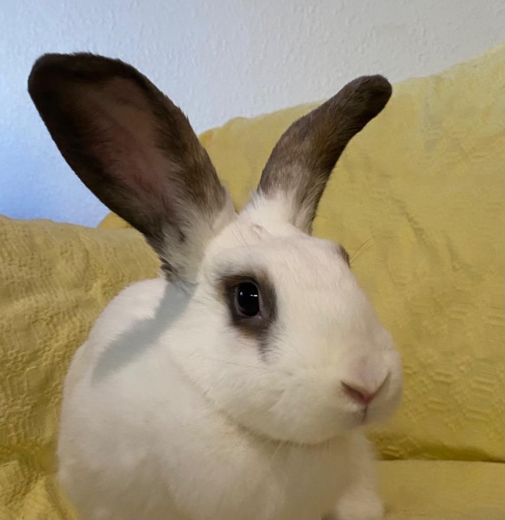Charity, Adoptable, Adult Female Hotot.