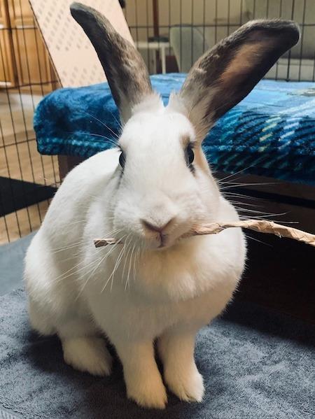 Enlarge Charity, a Adoptable mixed breed in Scotts Valley, CA image 2/6