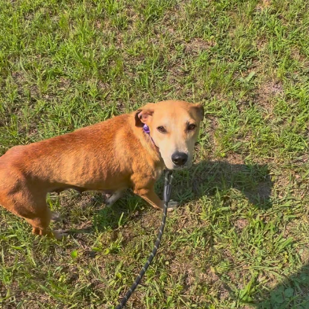 Enlarge Perdita, a Adoptable mixed breed in Evensville, TN image 1/6