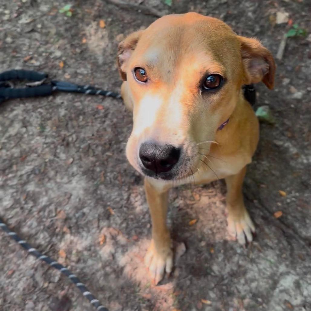 Enlarge Perdita, a Adoptable mixed breed in Evensville, TN image 2/6
