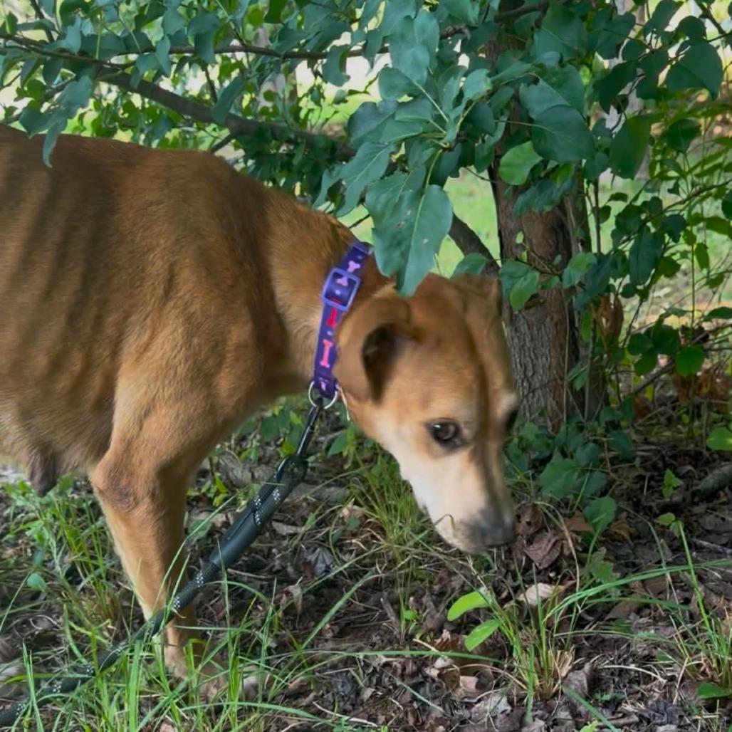 Enlarge Perdita, a Adoptable mixed breed in Evensville, TN image 3/6