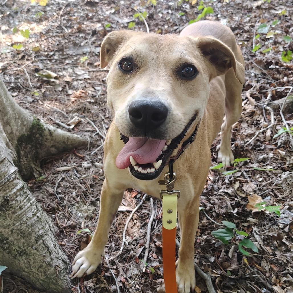 Enlarge Perdita, a Adoptable mixed breed in Evensville, TN image 4/6