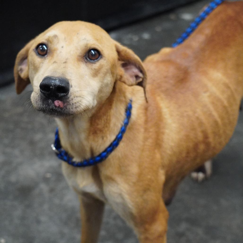 Enlarge Perdita, a Adoptable mixed breed in Evensville, TN image 5/6
