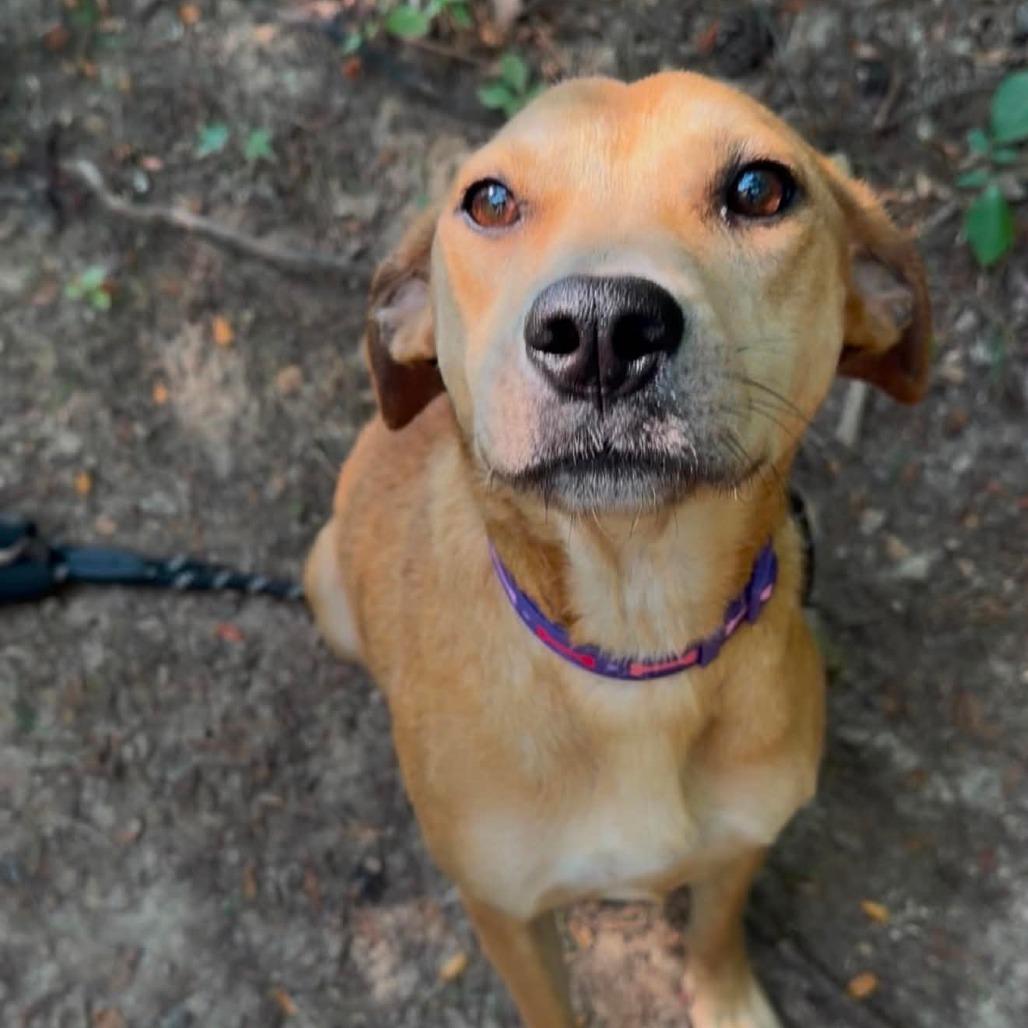 Enlarge Perdita, a Adoptable mixed breed in Evensville, TN image 6/6