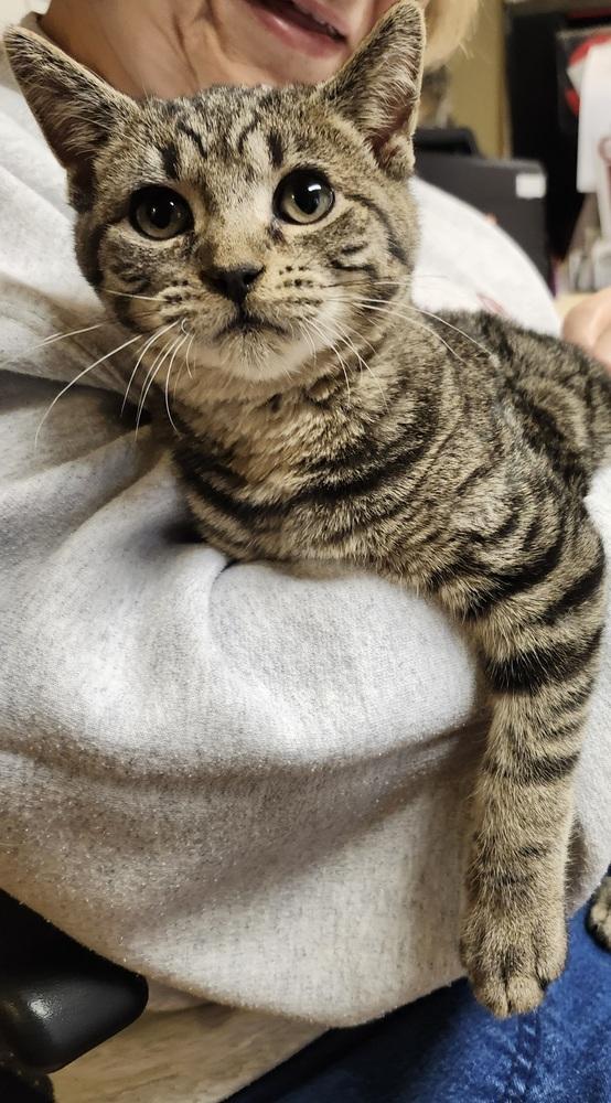 Bane, Adoptable, Kitten Male Domestic Short Hair.