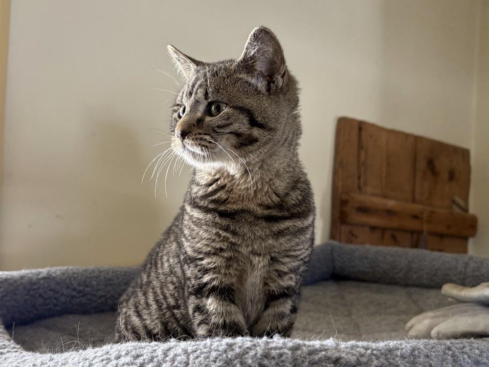 Enlarge Bane, a Adoptable mixed breed in East Greenville, PA image 3/5