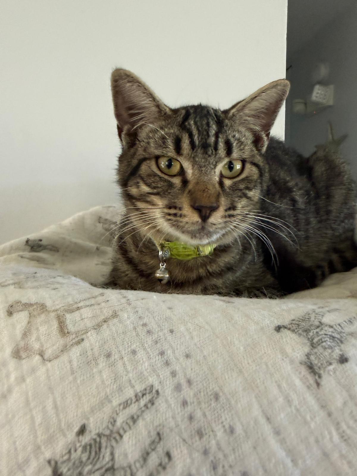 Enlarge Mark, an adopted Domestic Short Hair in Franklin, MA image 2/4