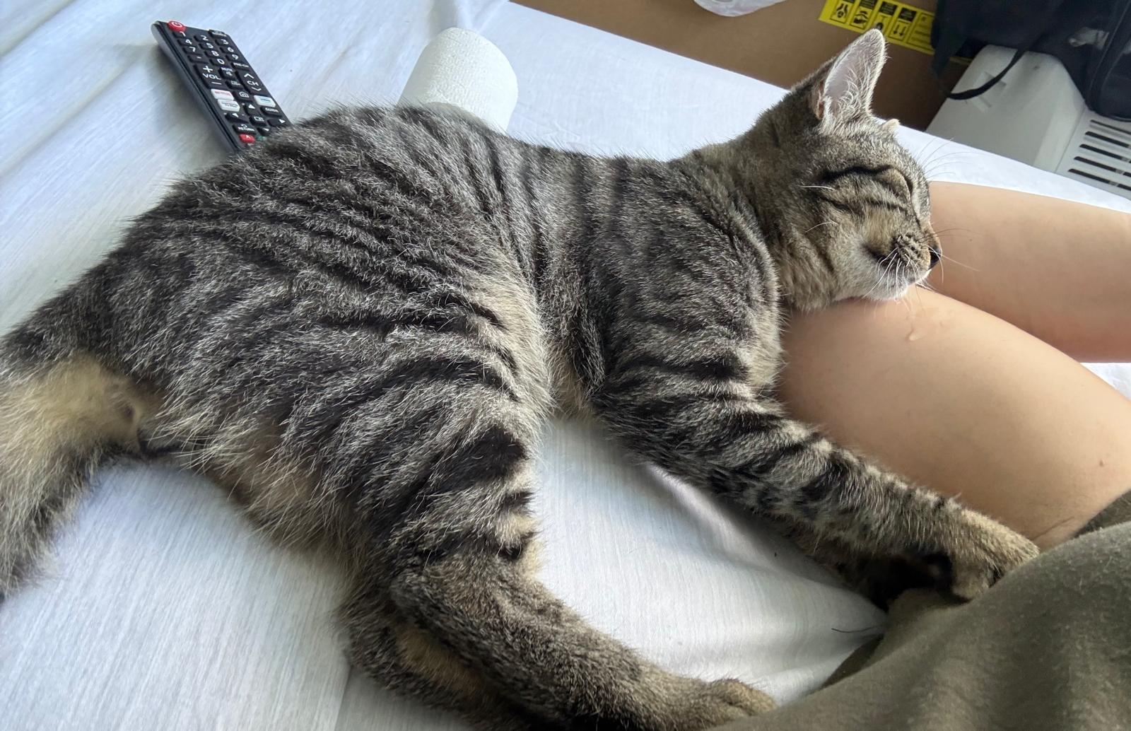 Enlarge Mark, an adopted Domestic Short Hair in Franklin, MA image 4/4