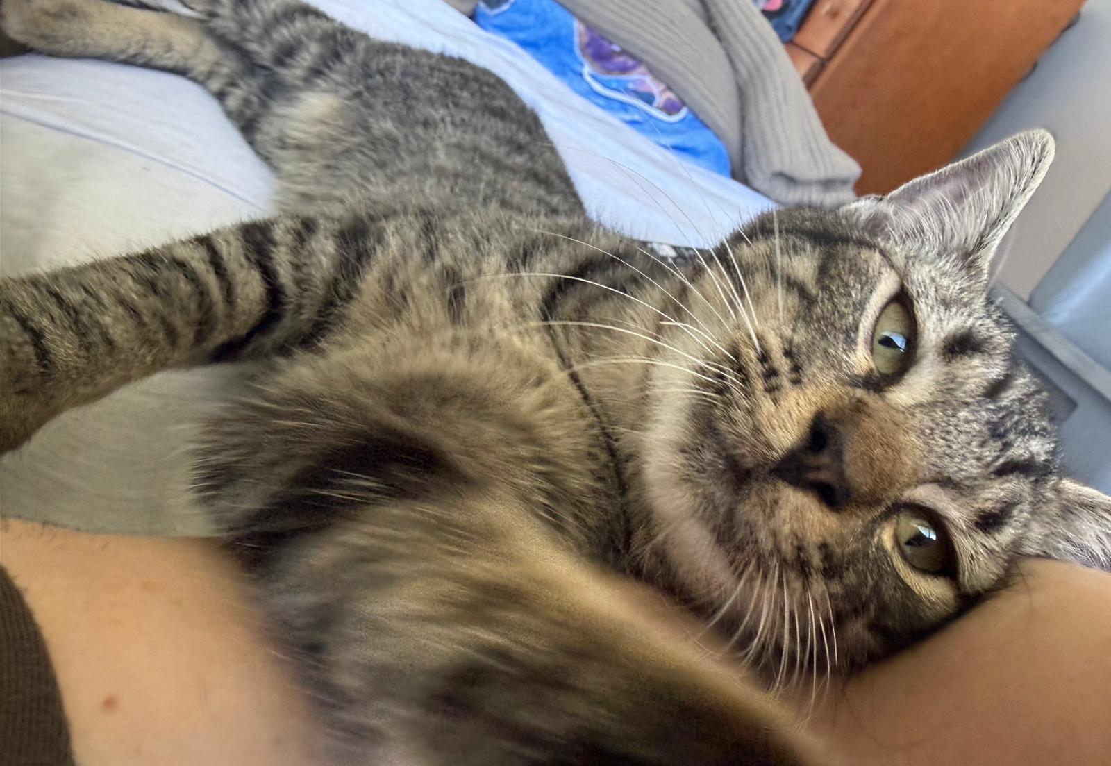 Enlarge Mark, an adopted Domestic Short Hair in Franklin, MA image 3/4