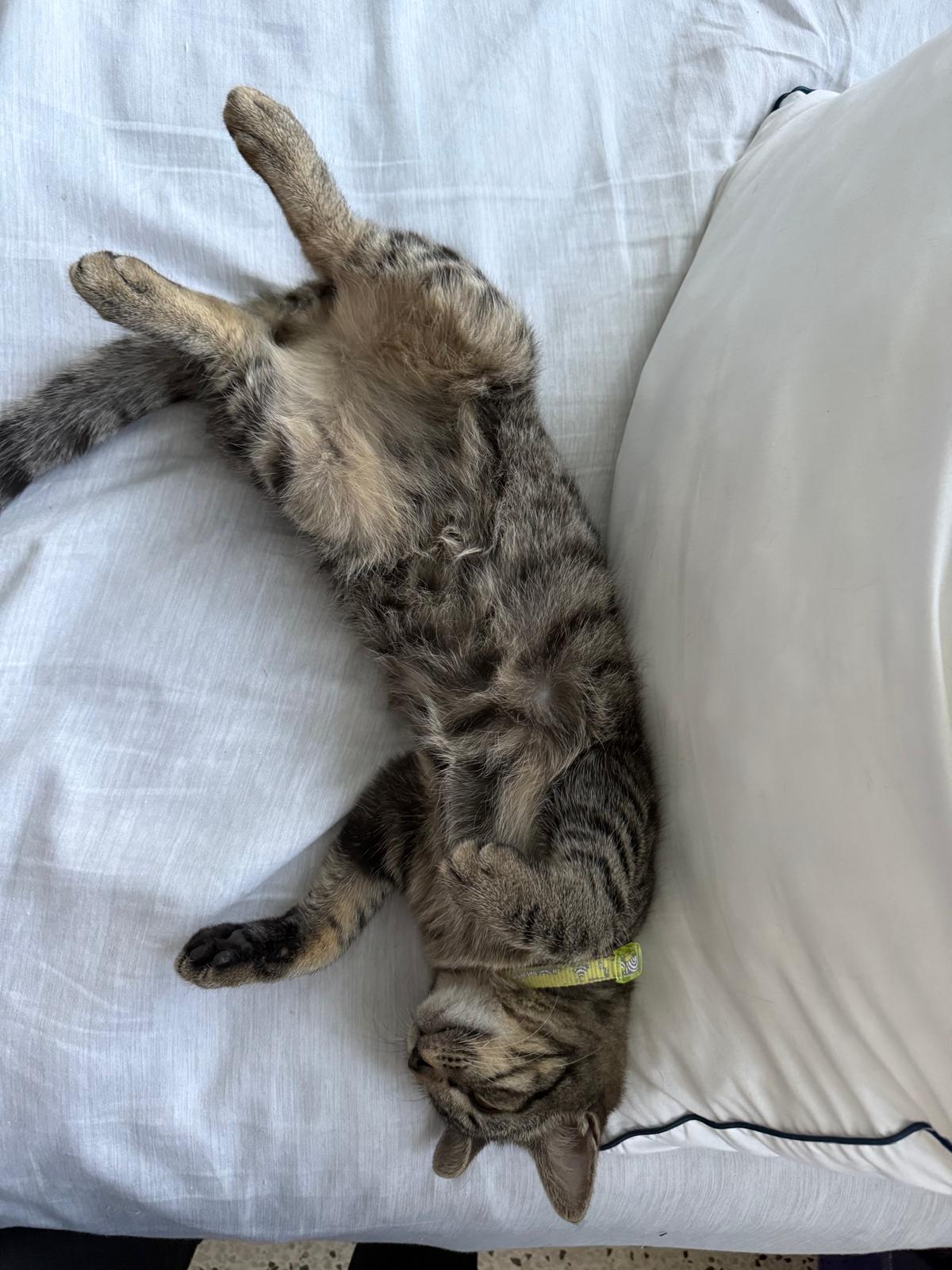 Enlarge Mark, an adopted Domestic Short Hair in Franklin, MA image 1/4